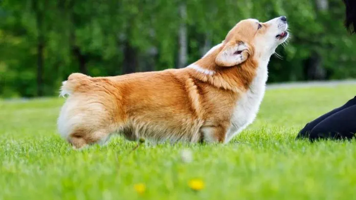 does corgi bark a lot