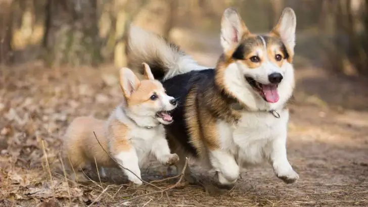 The Corgi Breed: Basic Information and Appearance