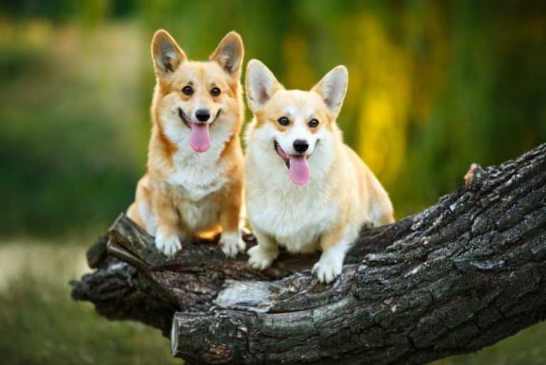 Are Corgi Males Or Females Better? - Corgi Care