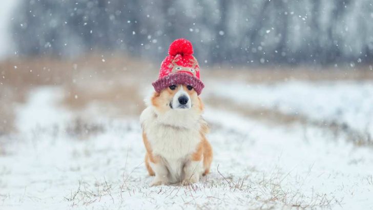 What Is The Best Climate For Corgis?