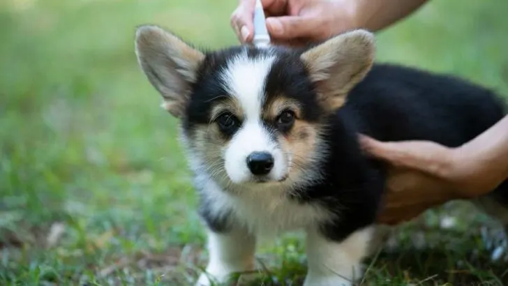 Do Corgis Get Fleas? Best Flea Treatment For Corgis
