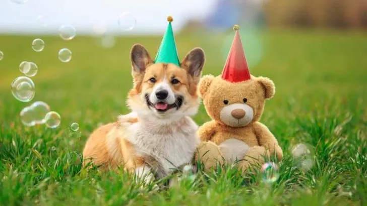 99 Best Names For Corgis: How To Name A Corgi?