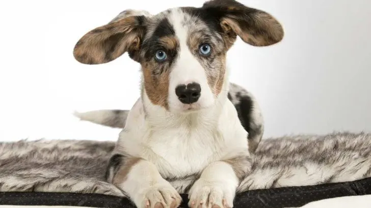 Blue Eyes In Corgis: Do Corgis Ever Have Blue Eyes?