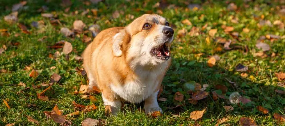 do corgi dogs bark a lot