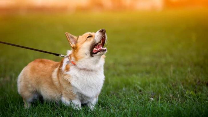 Can Corgis Be Guard Dogs? Do Corgis Protect Their Owners?