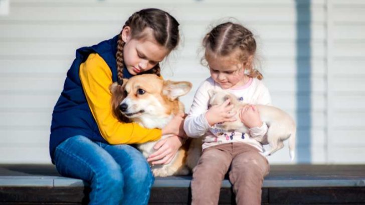 Can Corgis Be Therapy Dogs? Are Corgis Good Therapy Dogs?