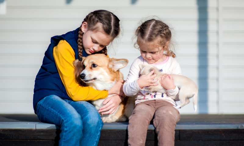 are corgis good service dogs