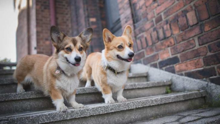 Can Corgis Climb Stairs? Are Stairs Bad For Corgis?