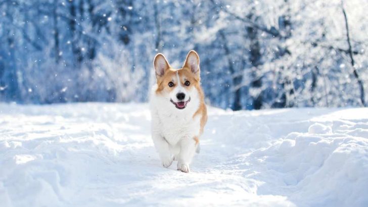 Can Corgis Live In Cold Weather? Do Corgis Get Cold?