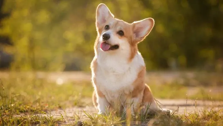 Can Corgis Live In Hot Weather? Do Corgis Overheat Easily?