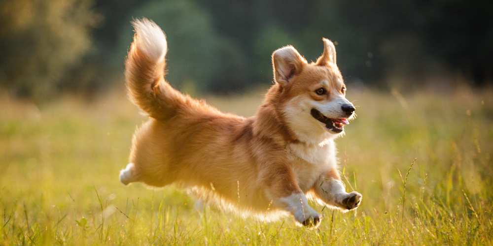 Can Corgis Live In Hot Weather?  Do Corgis Overheat Easily?  -Corgi Care