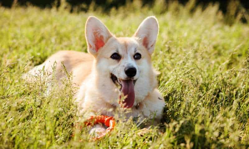 can-corgis-stay-outside-corgi-care