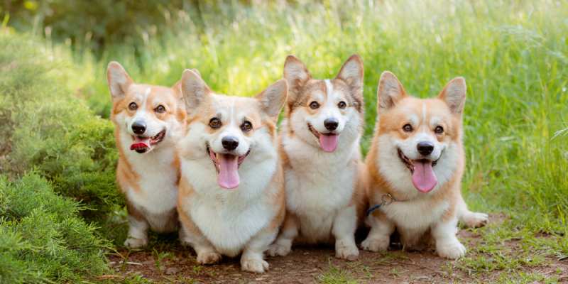 Can Corgis Walk Off Leash? Can Corgis Walk Far? - Corgi Care