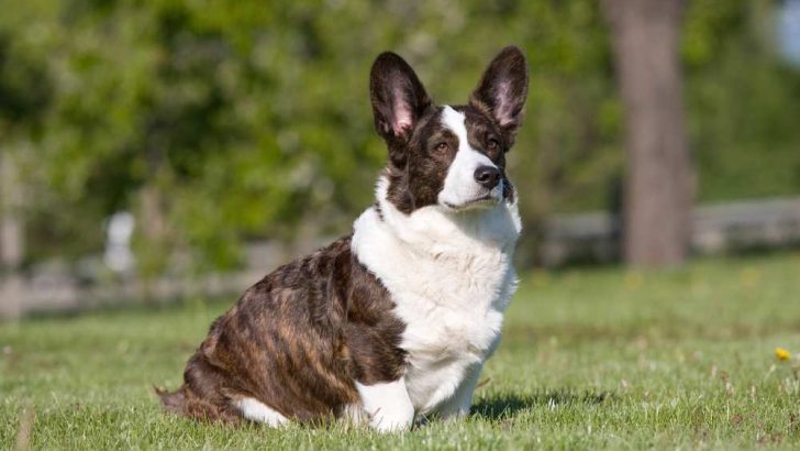 Cardigan Welsh Corgi: The Most Detailed Guide