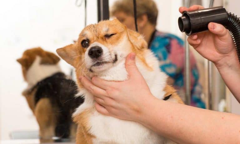 How To Care For A Corgi? - Corgi Care