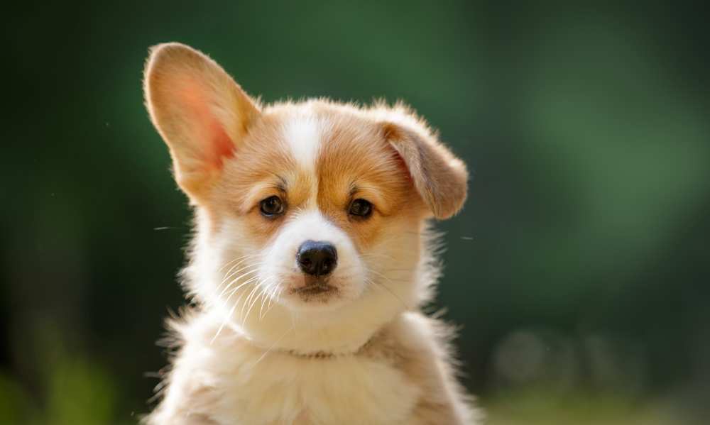 Corgi Care - Everything about the Corgi