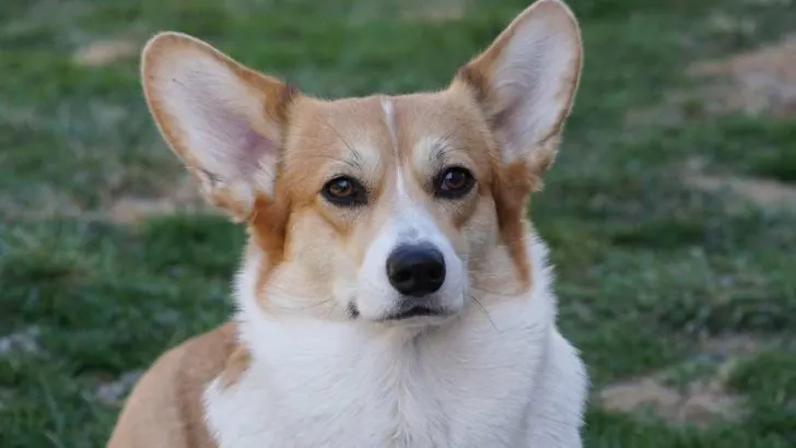 Corgi In Heat: When Do Corgis Have Their First Period?