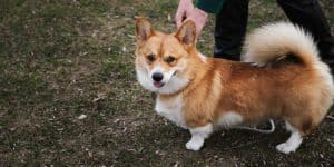 Corgi In Heat: When Do Corgis Have Their First Period? - Corgi Care