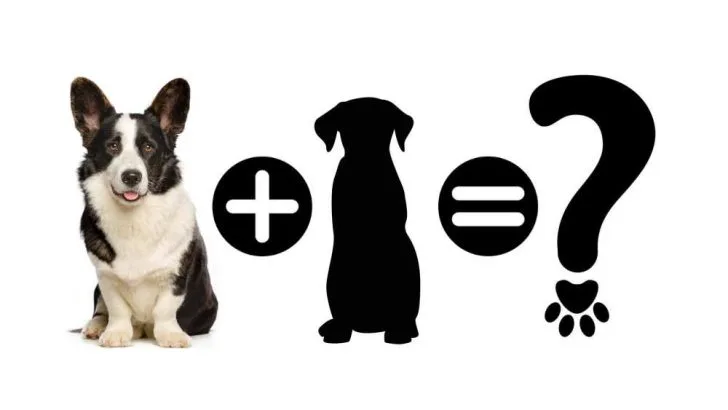 15 Corgi Mixed Breeds (with Pictures)