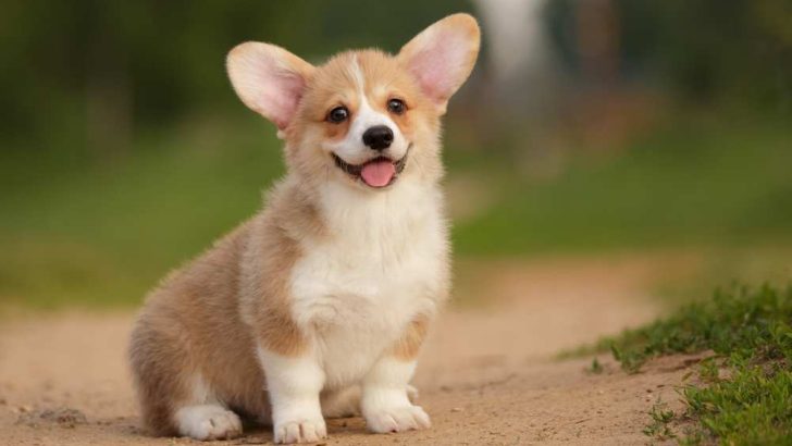 Corgi Puppies: All Necessary Information About Corgi Puppy