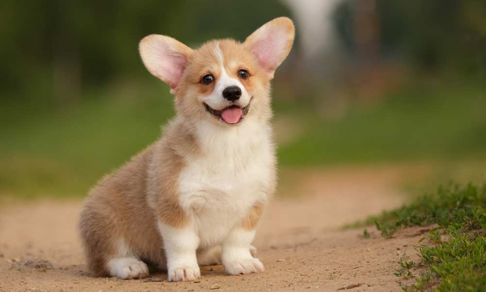 how much do cardigan welsh corgi puppies cost