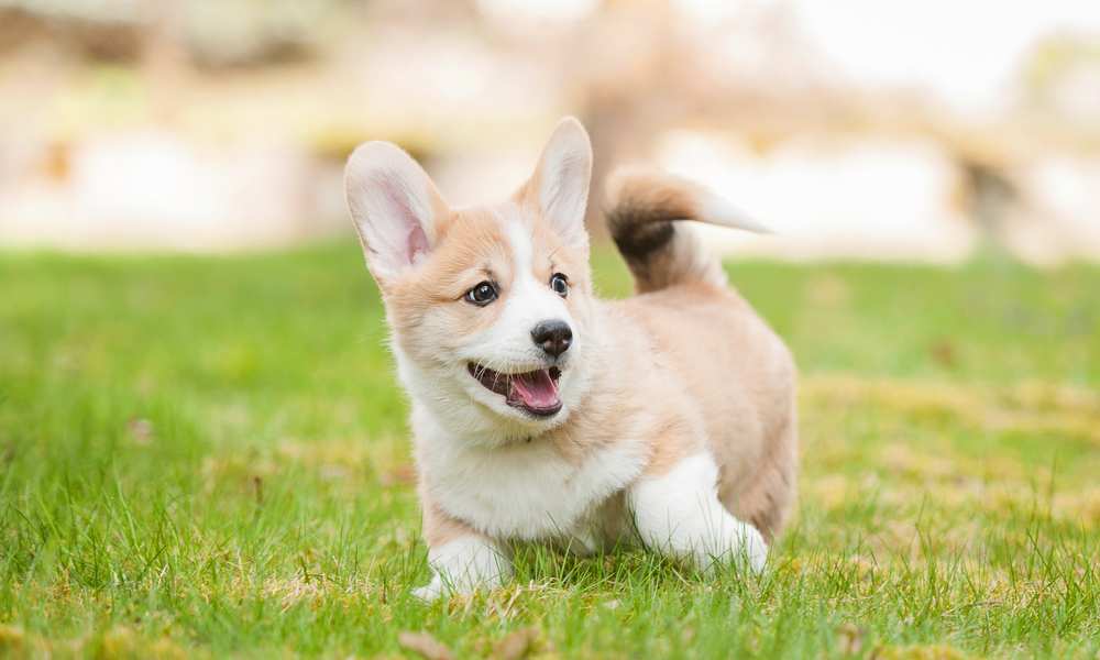 Corgi Puppies: All Necessary Information About Corgi Puppy - Corgi Care