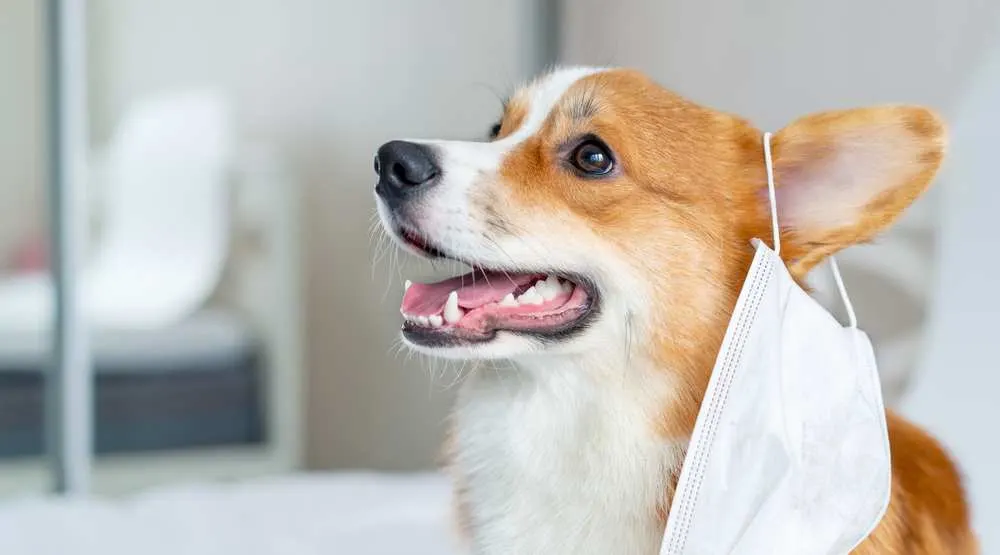 do corgis ever stop shedding