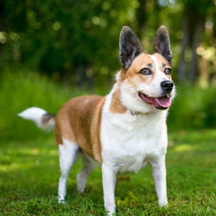 Pictures 15 Corgi Mixed Breeds Corgi Care Pictures 15 Corgi Mixed Breeds Corgi Care