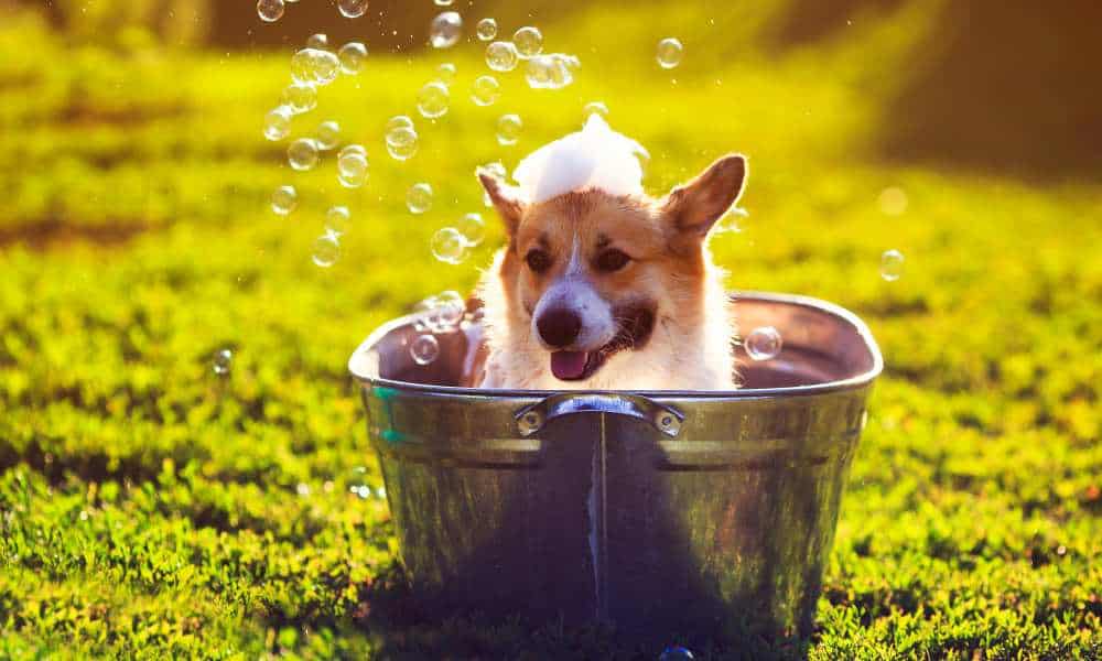 how often should you bathe a corgi