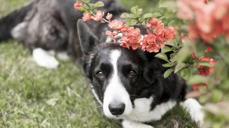 do puppies calm down after being spayed