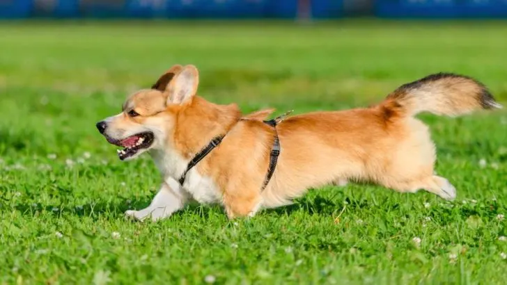 Corgi&rsquo;s Energy Level: Are Corgis High Energy?