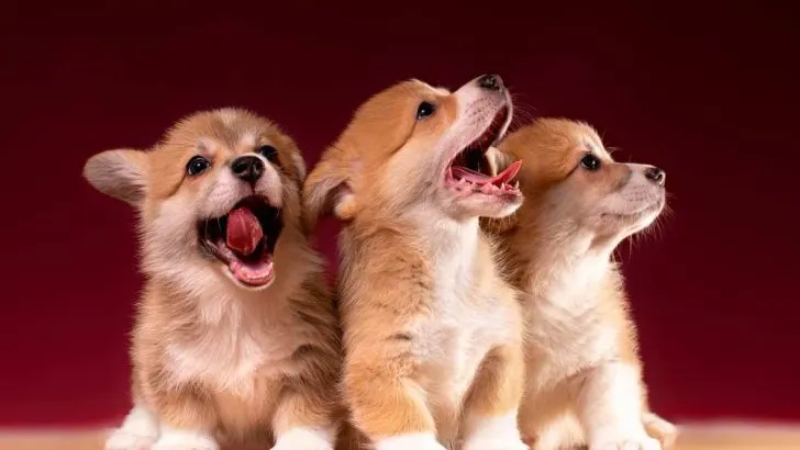 When Do Corgis Get Fluffy? What Makes A Corgi Fluffy?