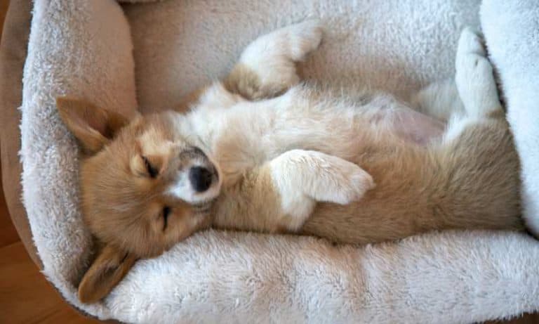 Corgi’s Sleeping Habits: Why Do Corgis Sleep Belly Up? - Corgi Care