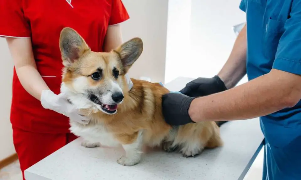 Corgi Health Problems: Most Common Diseases In Corgis - Corgi Care