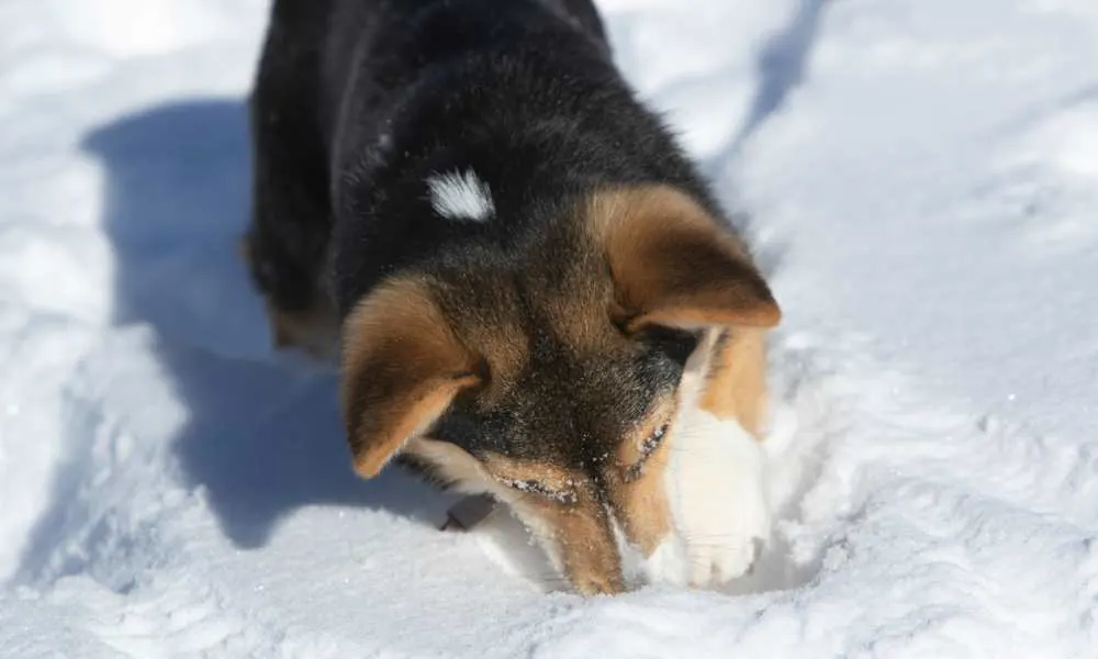 do corgis dig holes