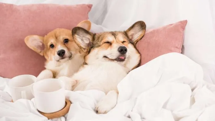 Disaster Planning For Your Corgi