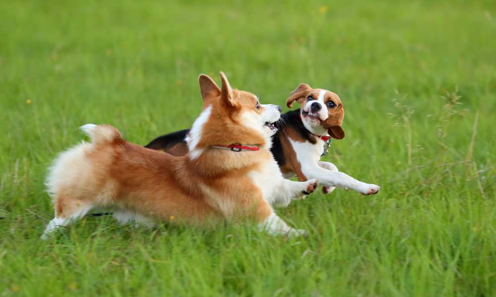 Do Corgis And Beagles Get Along?