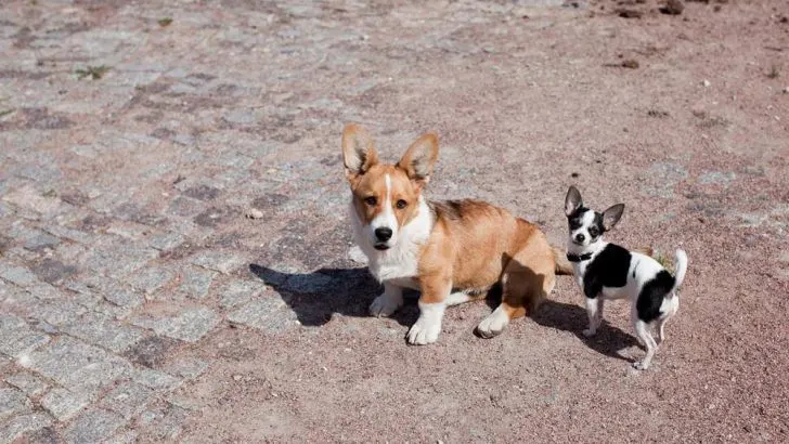 Do Corgis And Chihuahuas Get Along?