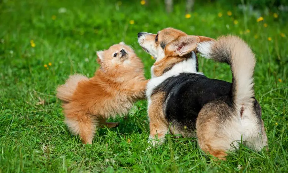 can a aidi and a pomeranian be friends