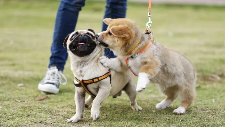 Do Corgis And Pugs Get Along?