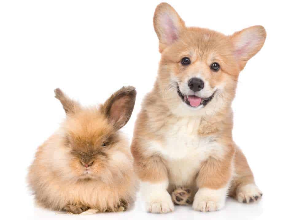 Do Corgis And Rabbits Get Along Are Corgis Good With Rabbits Corgi Care
