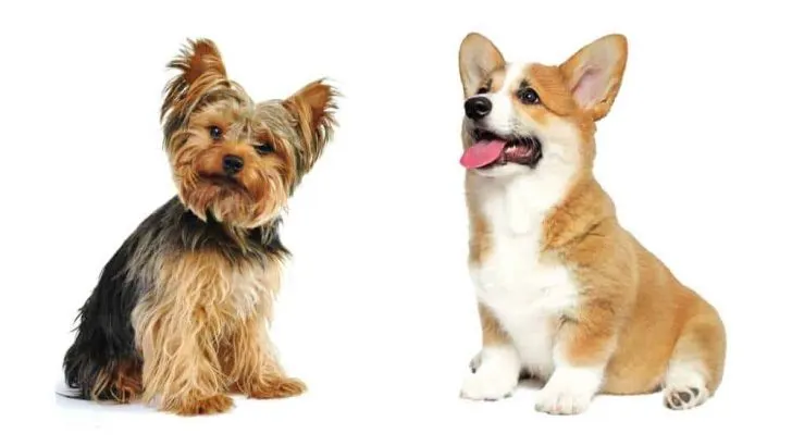 Do Corgis And Yorkies Get Along?