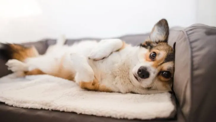 Do Corgis Calm Down After Being Neutered?