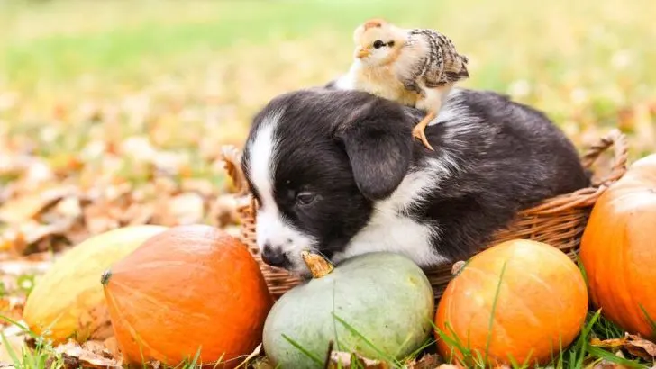 Do Corgis Eat Chickens? Should I Feed My Corgi Chickens?
