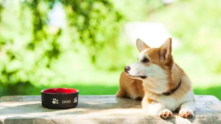 Do Corgis Eat Fast? Why Is That Dangerous?