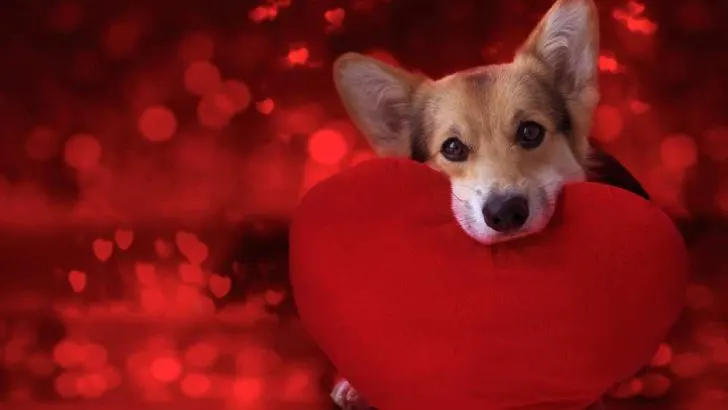 Do Corgis Get Attached To One Person?