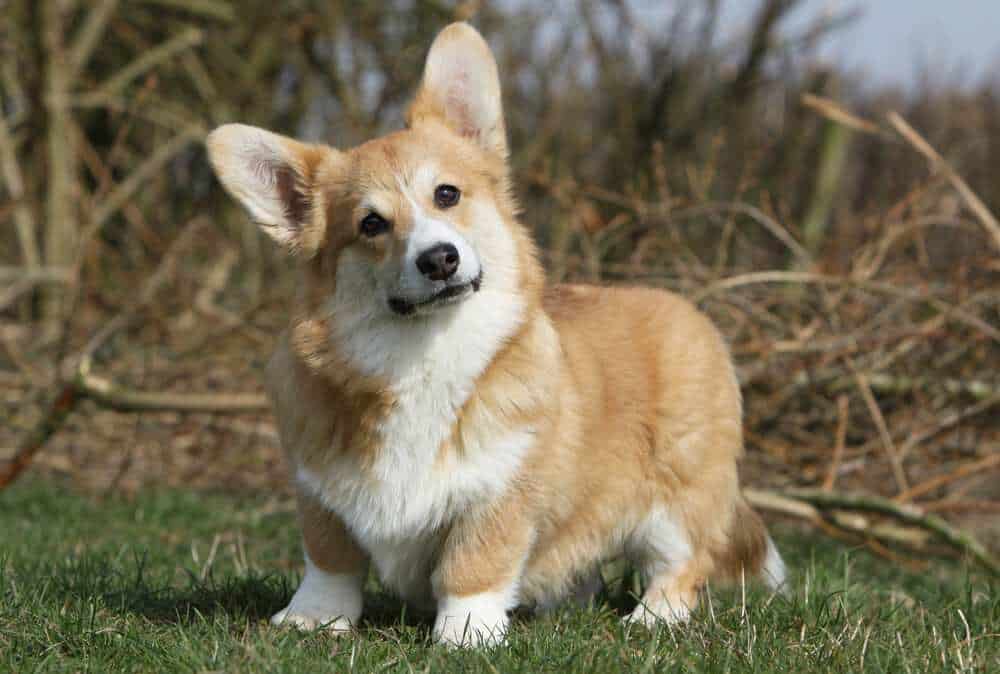 Do Corgis Get Cancer? Are Corgis Prone To Cancer? - Corgi Care