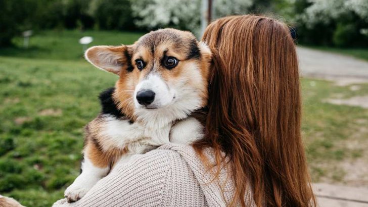 Do Corgis Hate Being Picked Up?