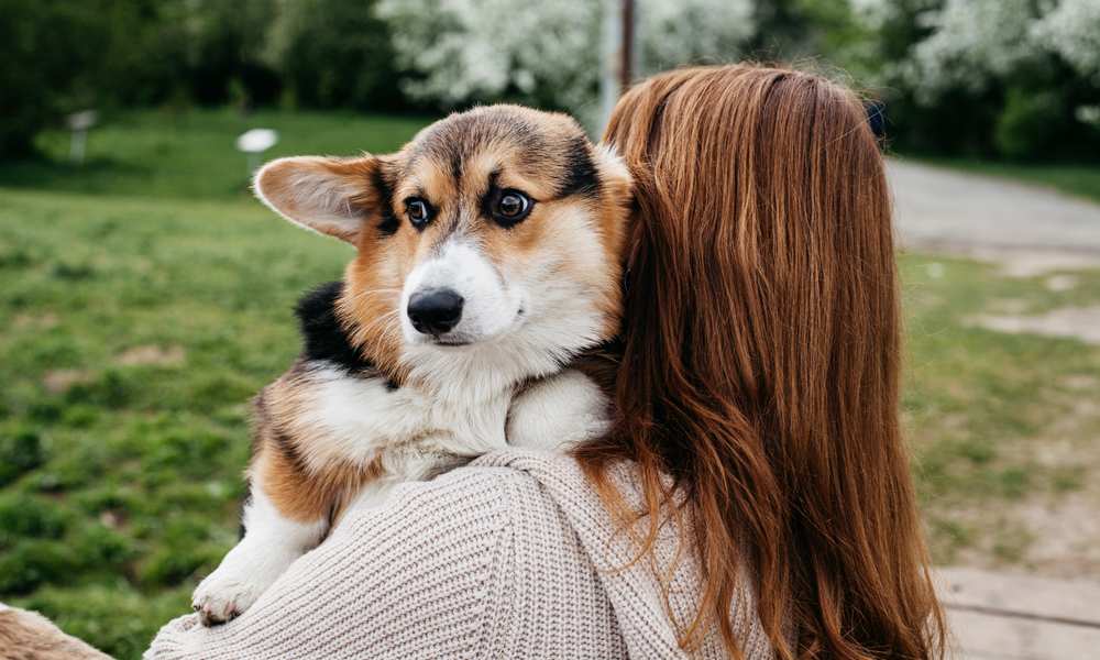 Do Corgis Hate Being Picked Up?