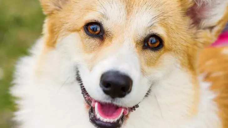 Do Corgis Have Eye Problems? Do Corgis Have Good Eyesight?